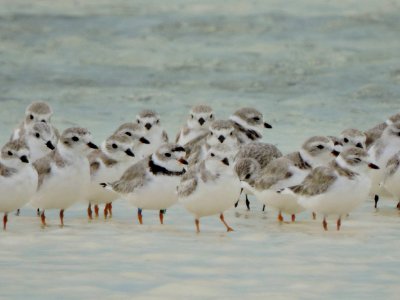Piping plover photo