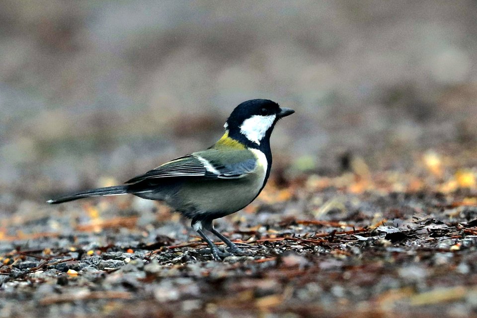  15I4500 Japanese tit