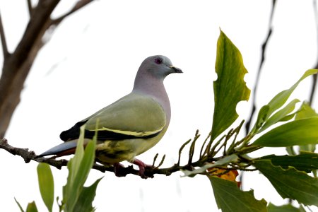  15I0468 Pink-necked green pigeon