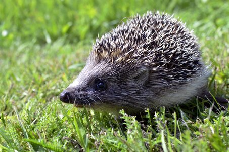 Animal mammal grass