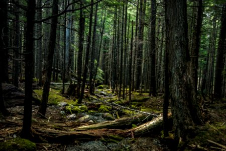 Trail of the Cedars - What Else Walks Through Here