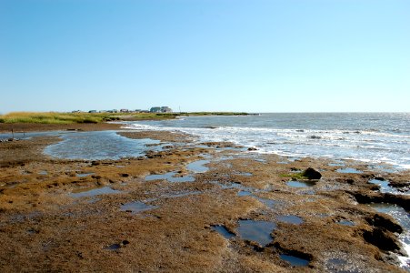 Eroded peat at low tide