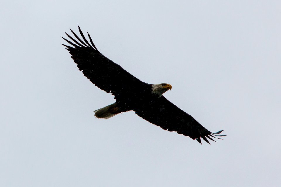 Bald Eagle - Haliaeetus leucocephalus