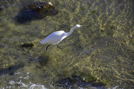 Animal water fishing