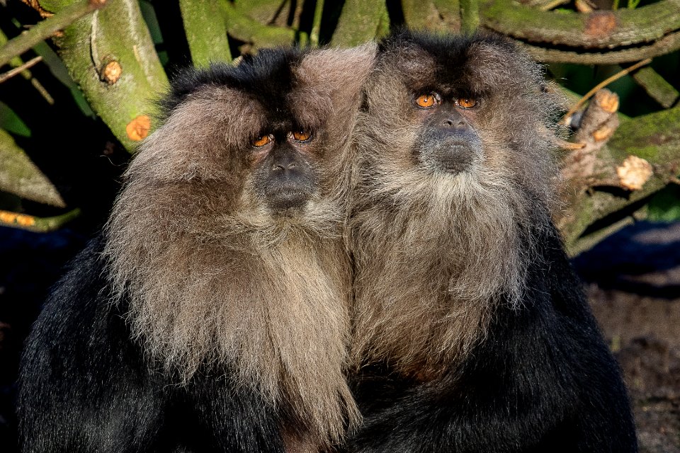 Lion-tailed macaque 2016-01-08-00542 photo