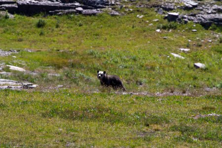 Grizzly bear photo