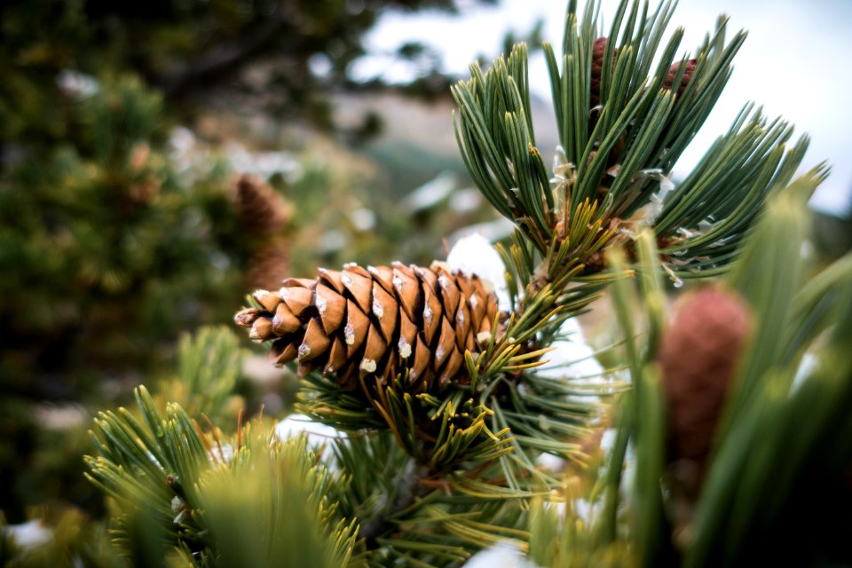 Limber pine cone (Pinus flexilis)