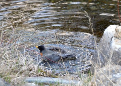 Robin bathing in McDonald Creek