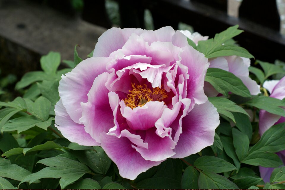 Flora peony close up