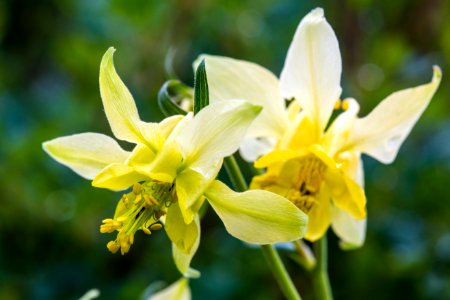 Yellow Columbine - Aquilegia flavescens photo