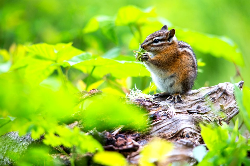 Chipmunk eating Flowerhead