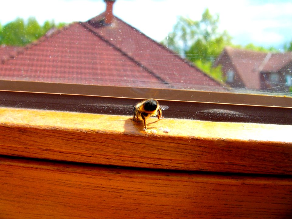 Wespe vs. Fensterrahmen