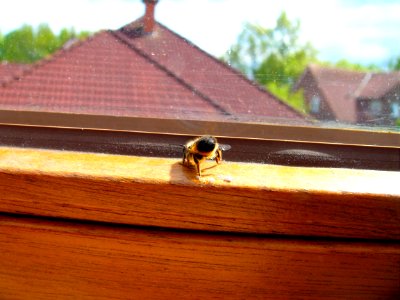 Wespe vs. Fensterrahmen