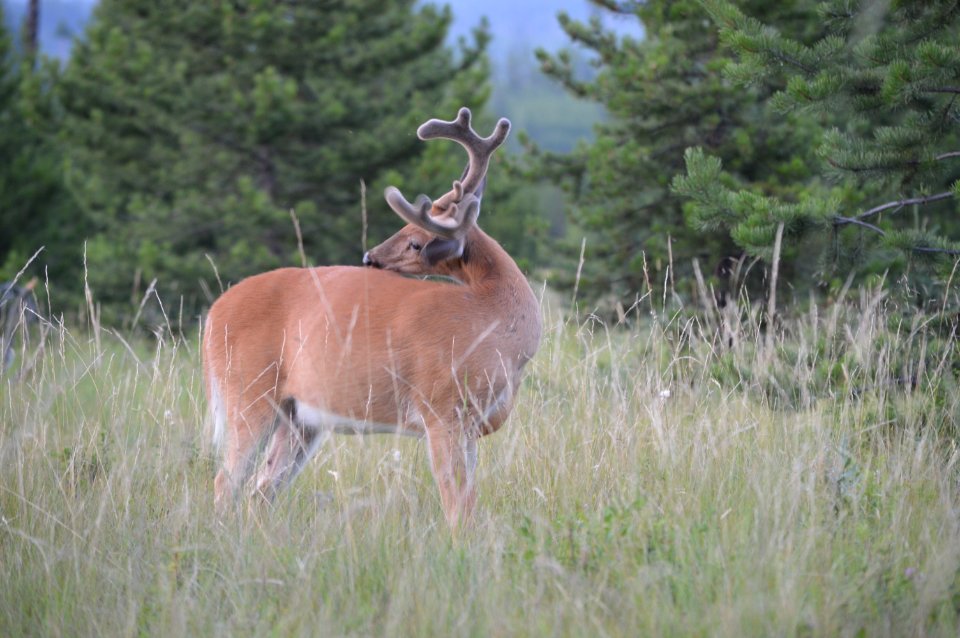White-Tailed Deer in the North Fork