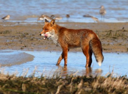 FOX WITH DUNLINS