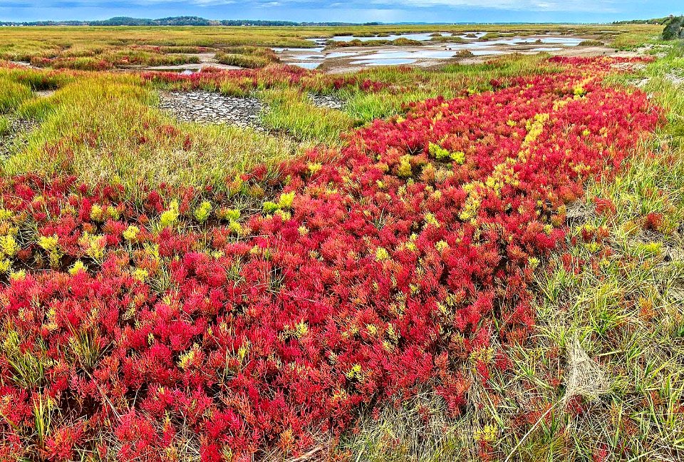 Parker Parker River National Wildlife Refuge: Peaks October 13 – October 20