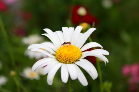 Pollinators