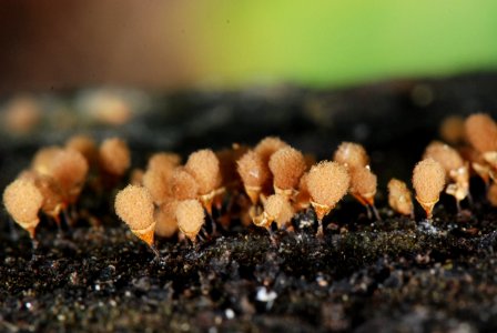acellular slime mold