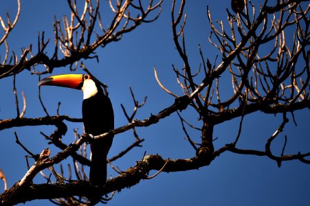 nossa-braslia---tucano 30182240351 o