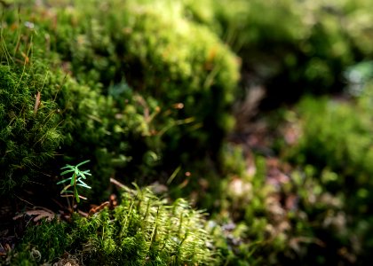 Forest Floor- Sapling and Moss- The Young Arrive