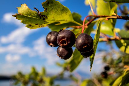 Serviceberry (Amelanchier alnifolia)