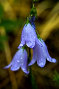Mountain Harebells - Campanula rotundifolia