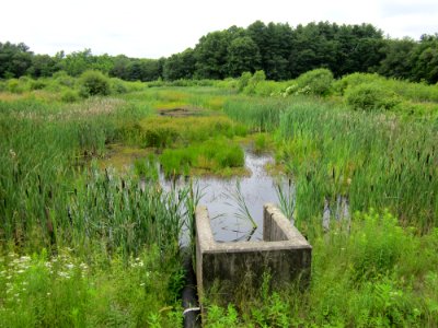 Warm water ponds