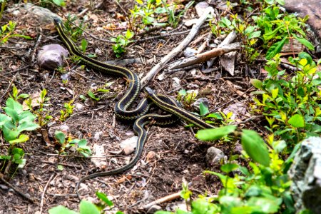 Common Garter Snakes - Thamnophis sirtalis photo