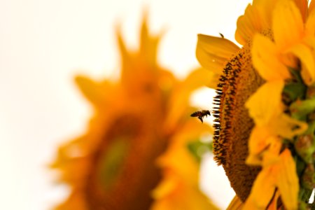 Exposição tecnológica abre a AgroBrasília 2018