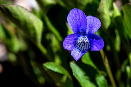 Early Blue Violet - Viola adunca