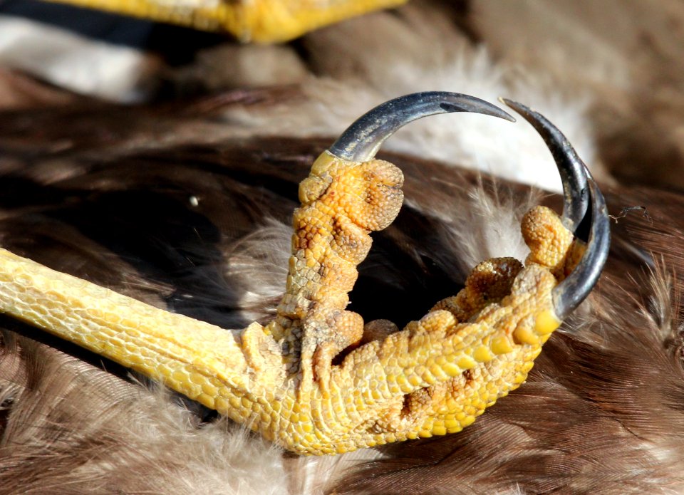 CLAWS FALCO DI PALUDE MARSH HARRIER