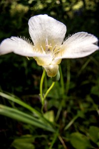 Mariposa Lily (Calochortus apiculatus)