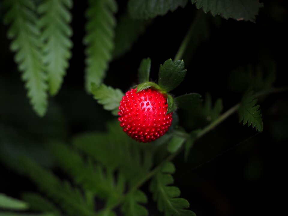 Small fruit infructescence