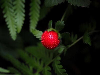 Small fruit infructescence photo