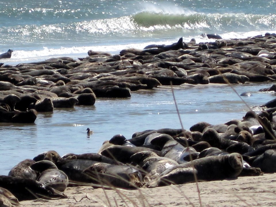 Seals on South Monomoy Island