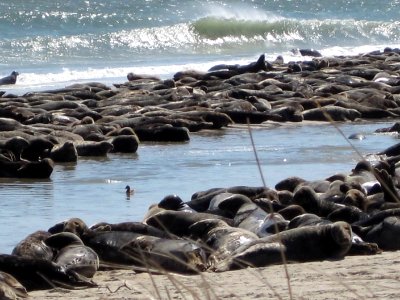 Seals on South Monomoy Island photo