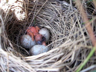 Saltmarsh sparrow nest with freshly hatched chick and eggs photo