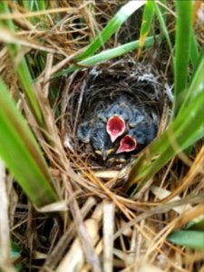 Saltmarsh sparrow chicks in a nest