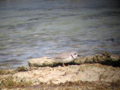 South Andros Island: Piping Plover foraging in rocky intertidal zone
