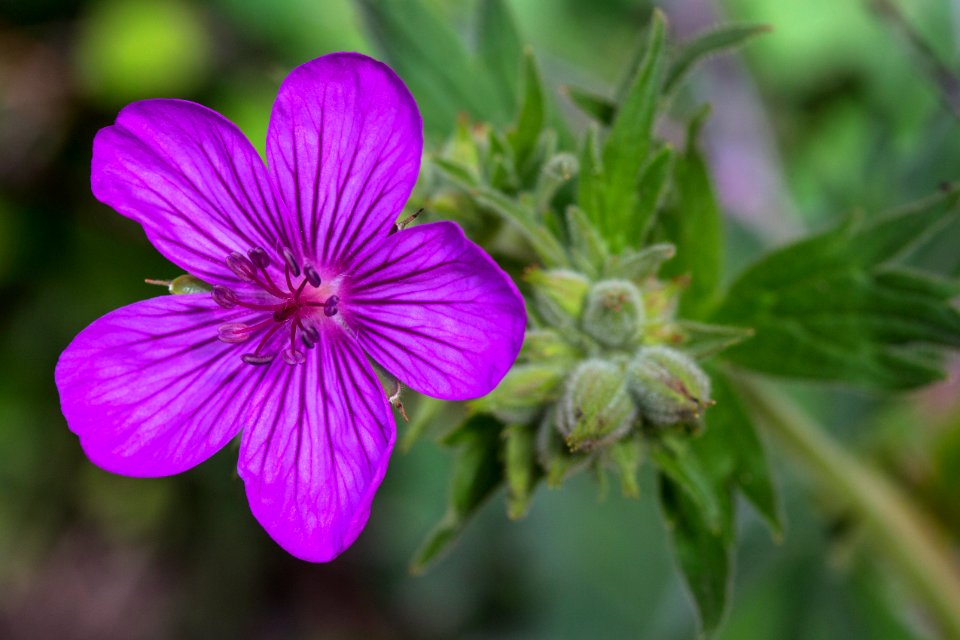 Sticky Geranium - Geranium viscosissimum