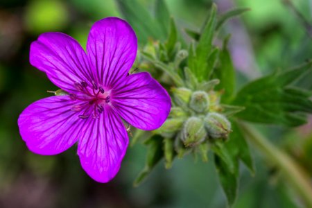 Sticky Geranium - Geranium viscosissimum photo