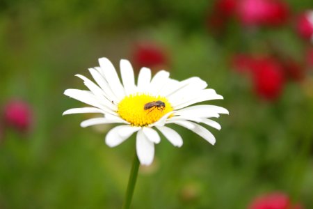 Pollinators