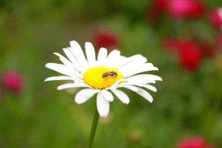 Pollinators photo