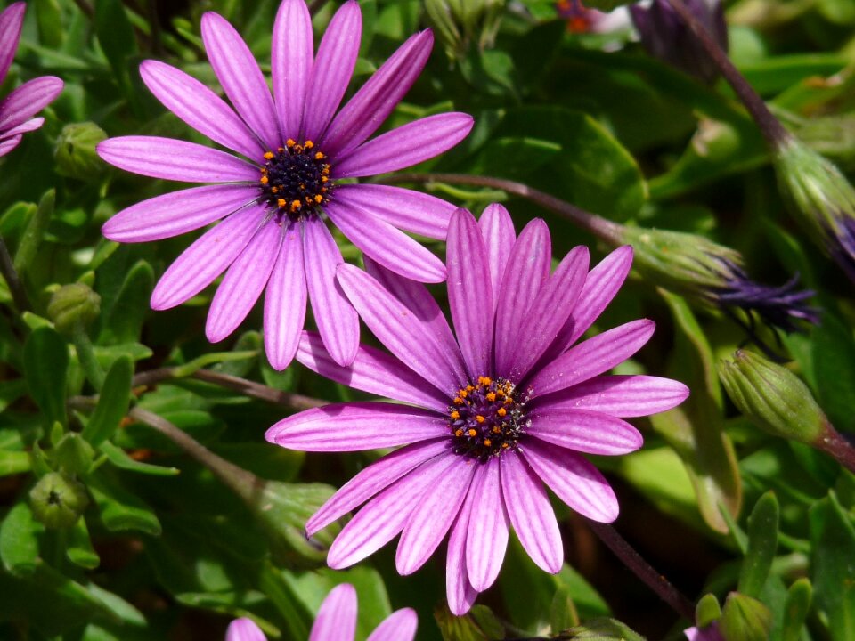 Nature plant purple