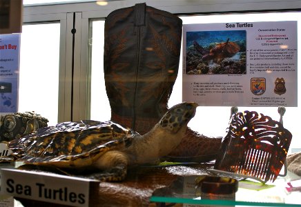 Sea Turtle Souvenirs photo
