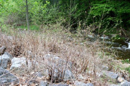 Treatment of Knotweed