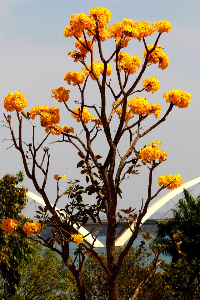 nossa-braslia---ip-amarelo 28933010211 o