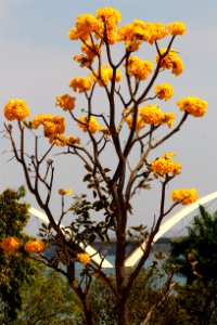 nossa-braslia---ip-amarelo 28933010211 o