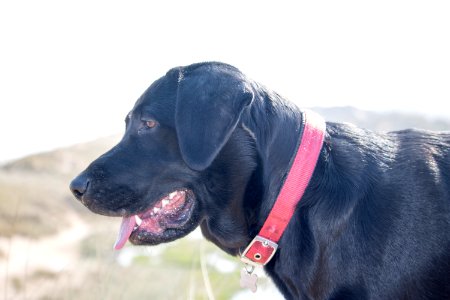 Black Labrador at Beach photo