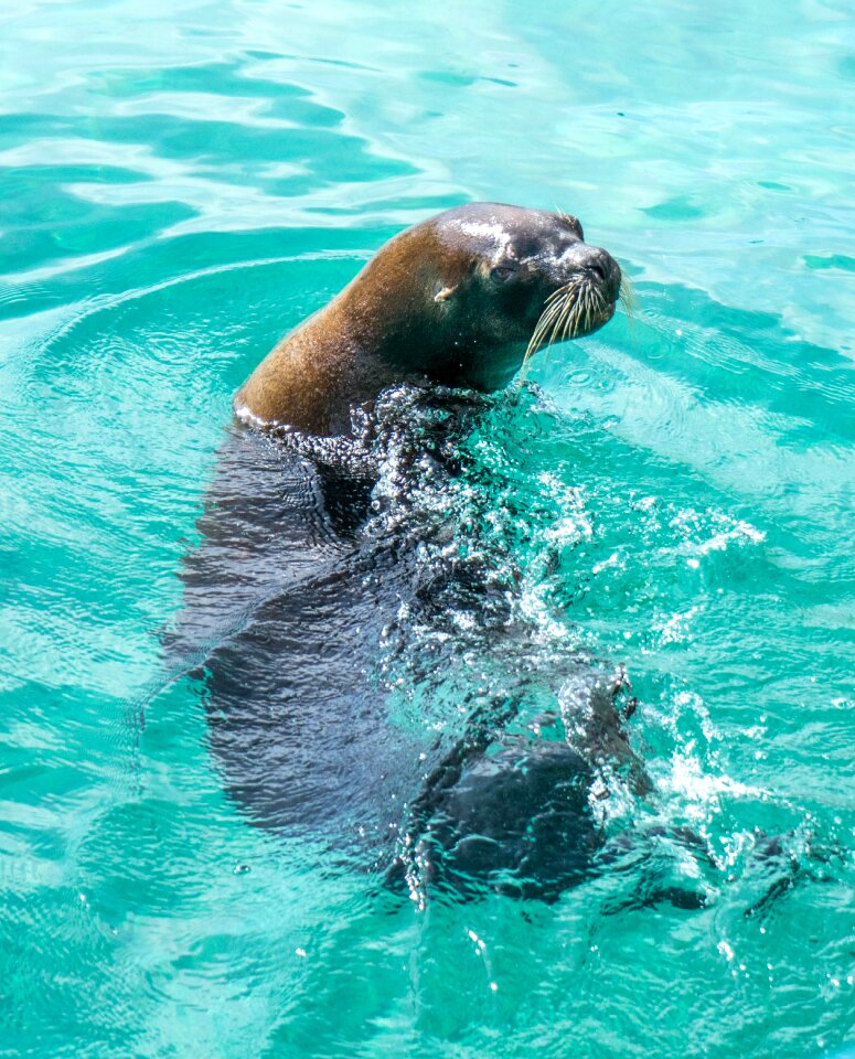 Nature wildlife animal
